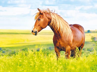 horse_in_flower_field_prascend 450x335_sidebar